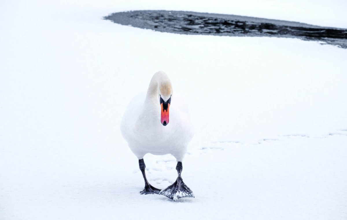Лапки лебедя картинки