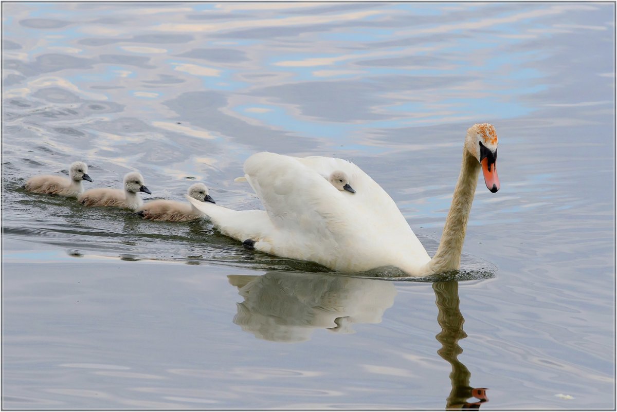 Ноги лебедя