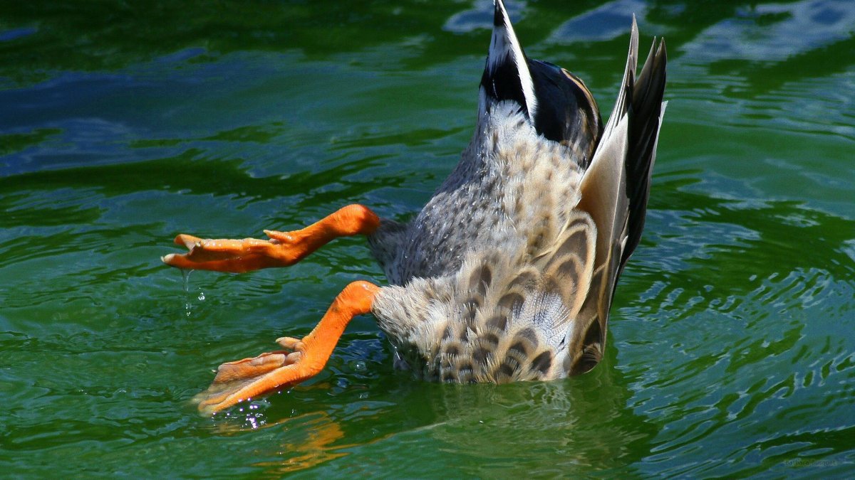 Гусь ныряет