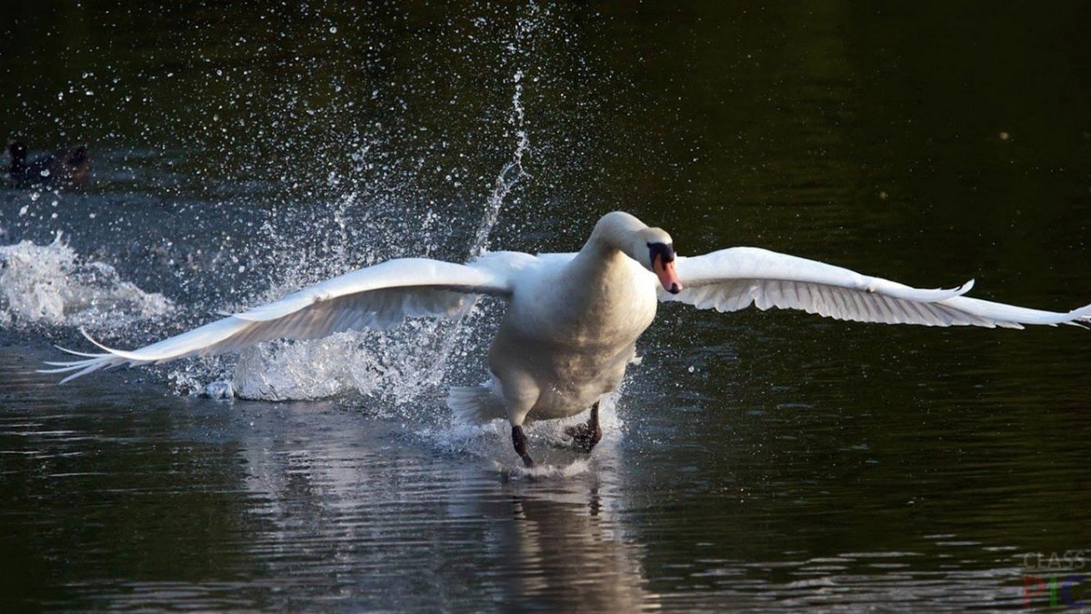 Полет лебедя шипуна