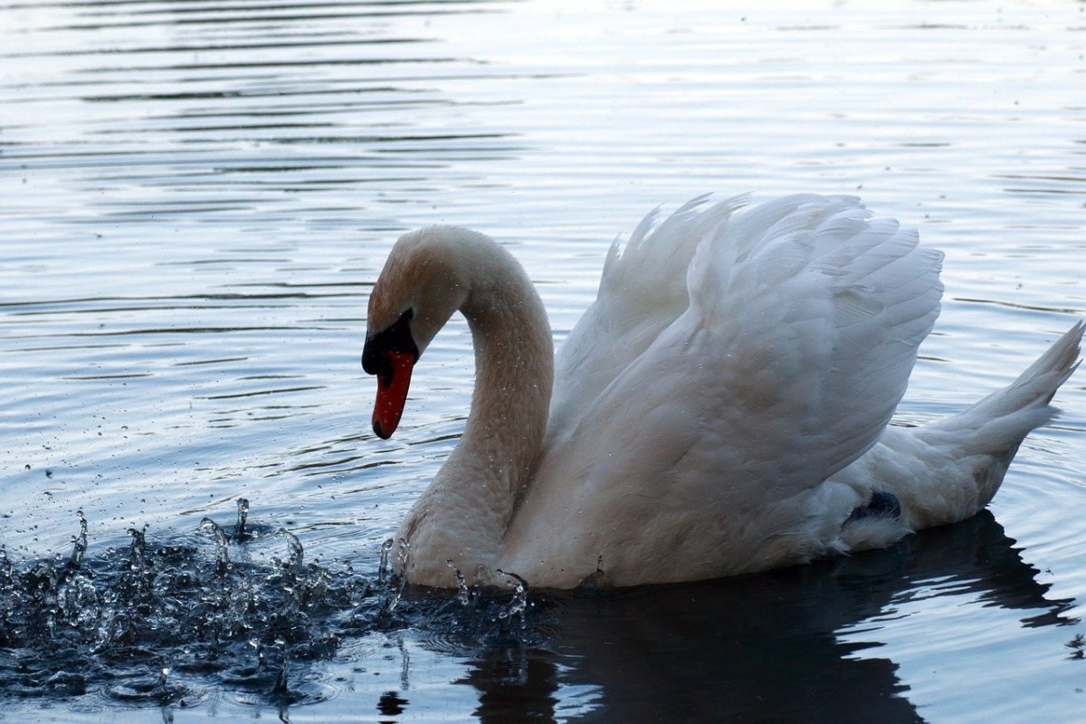 Лапки лебедя