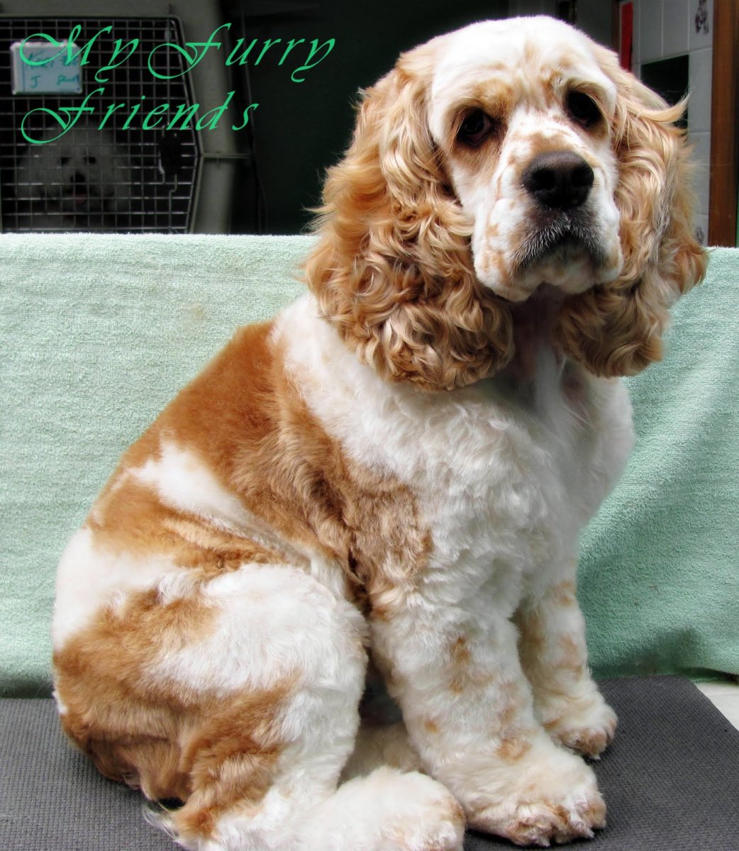 20. Американский кокер