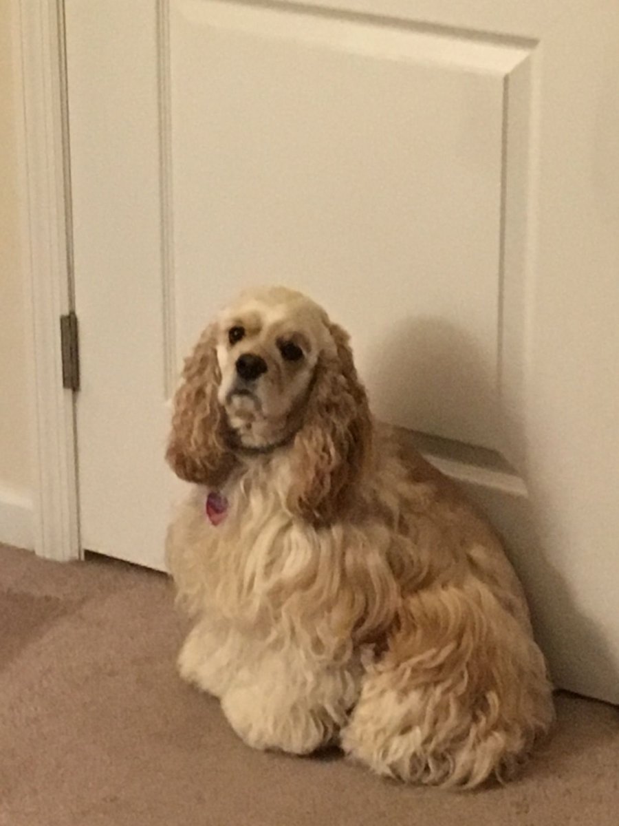 Американский кокер спаниель нестриженный