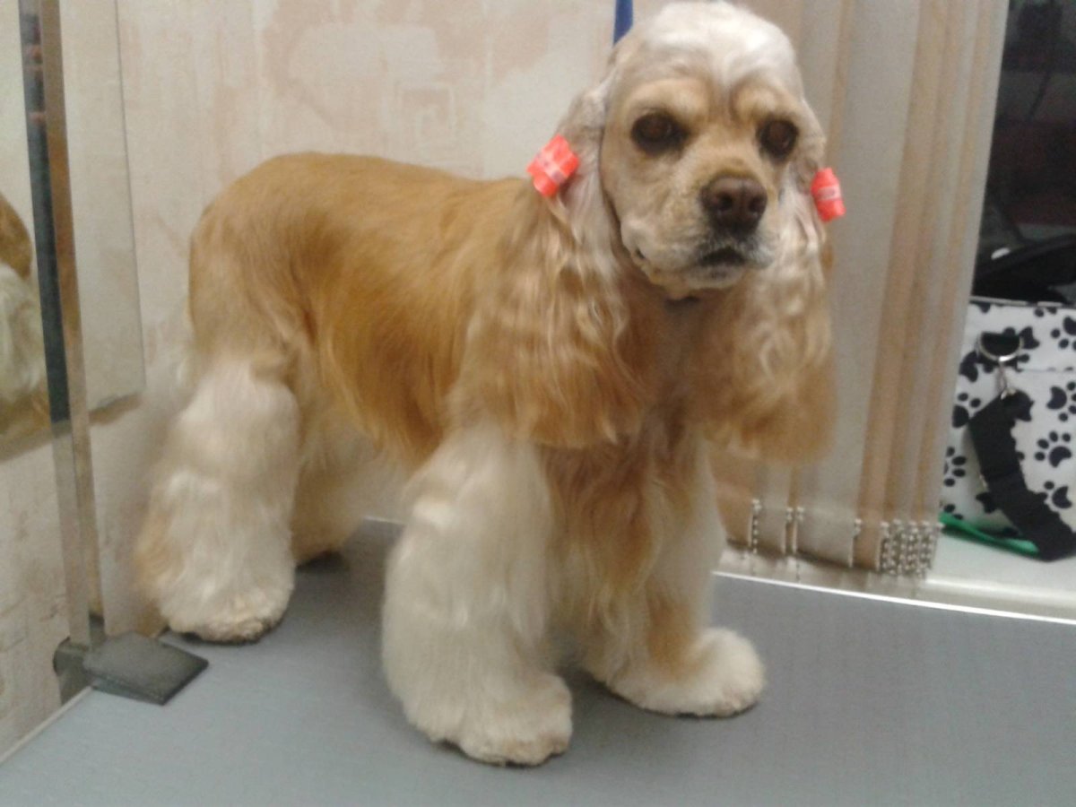 Американский кокер спаниель стриженный