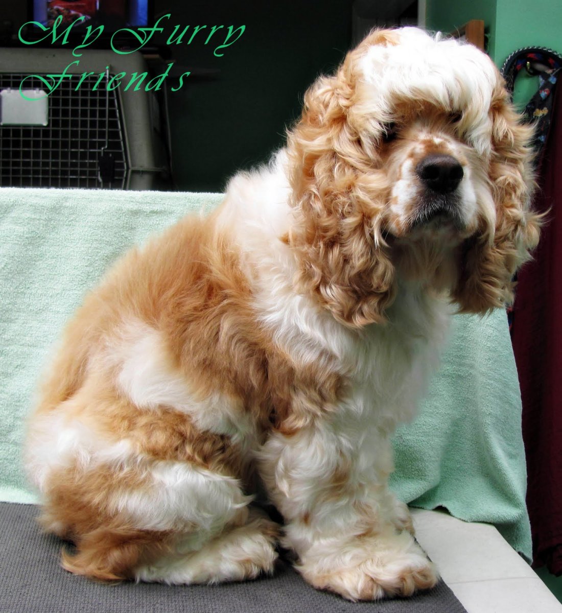 Американский кокер спаниель груминг