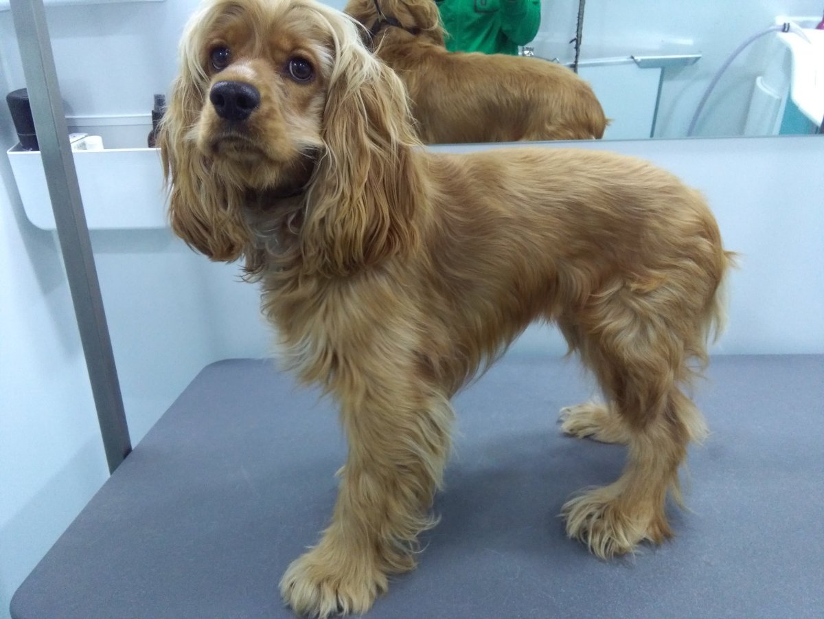 Стрижка кокер спаниеля