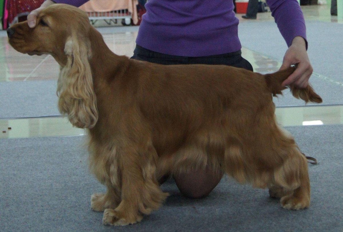 Английский кокер спаниель груминг
