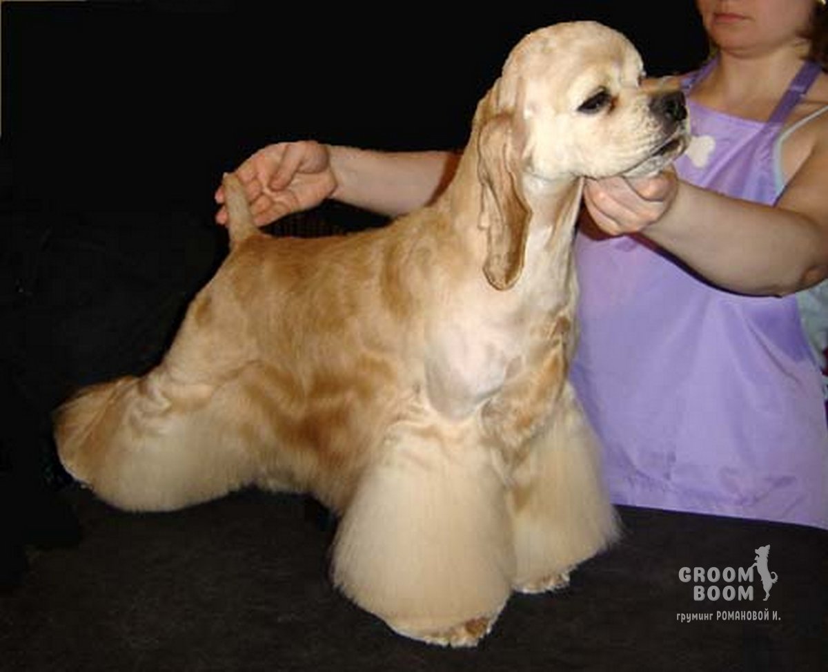Американский кокер спаниель груминг