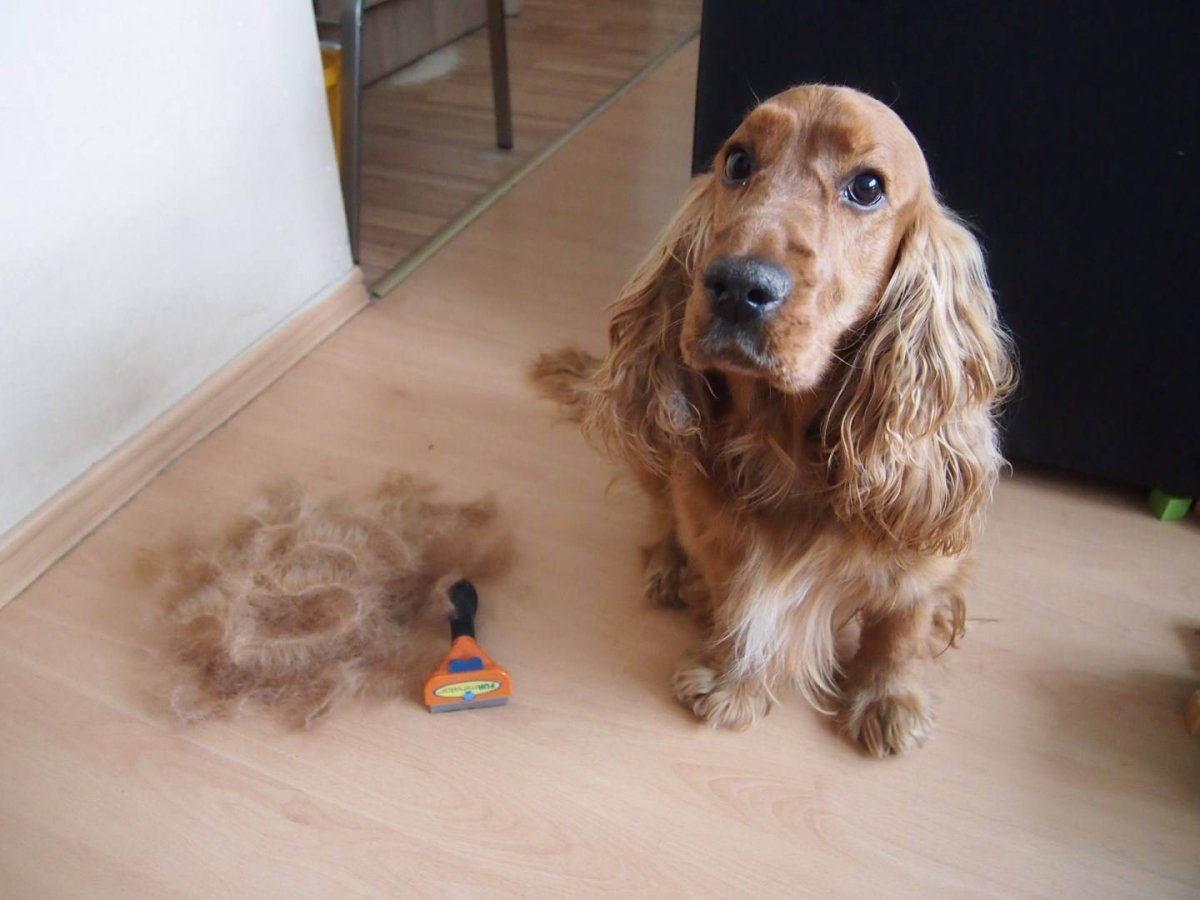 Кокер спаниель рост