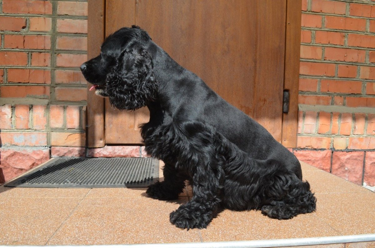 Русский кокер спаниель черный