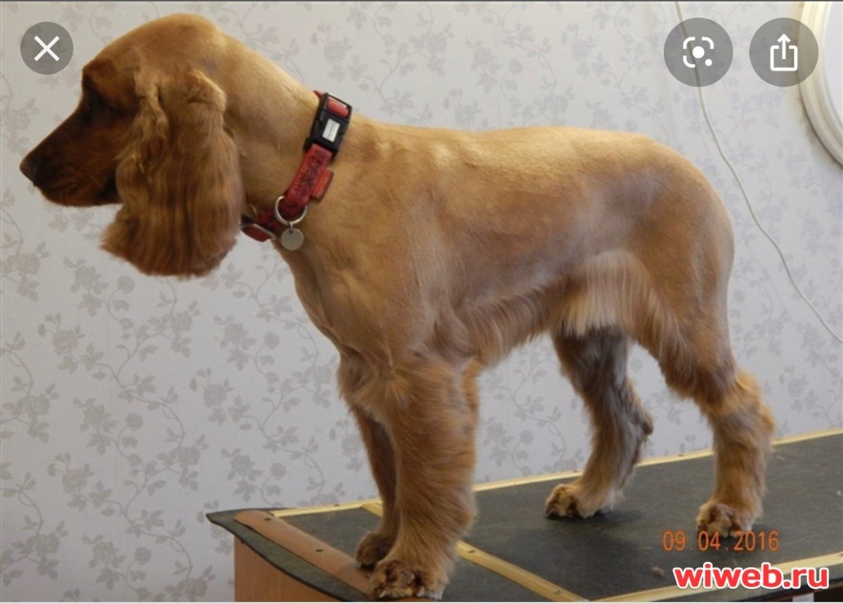 Стрижка кокер спаниеля