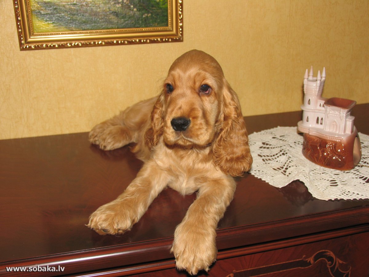 Кокер спаниель маленький