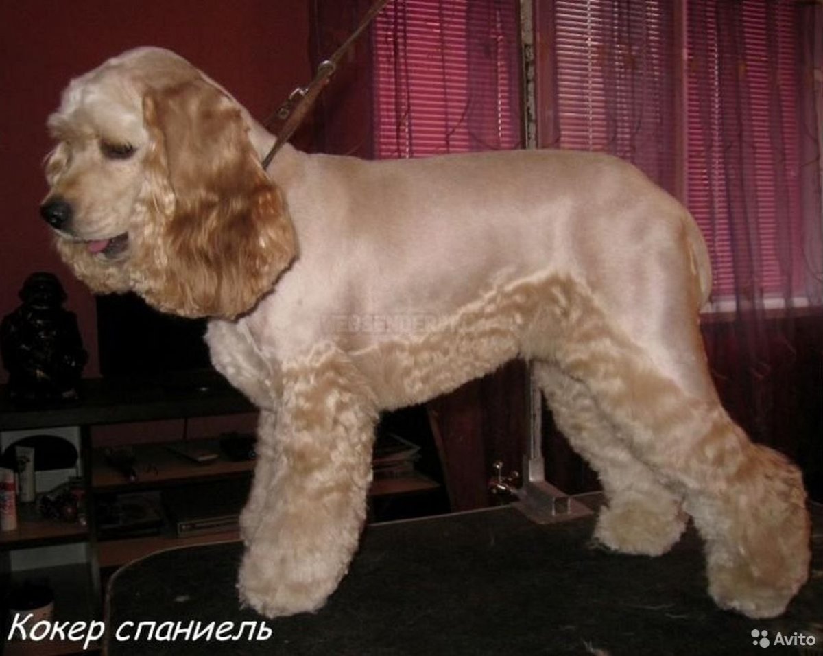 Грумминг американского кокер спаниеля