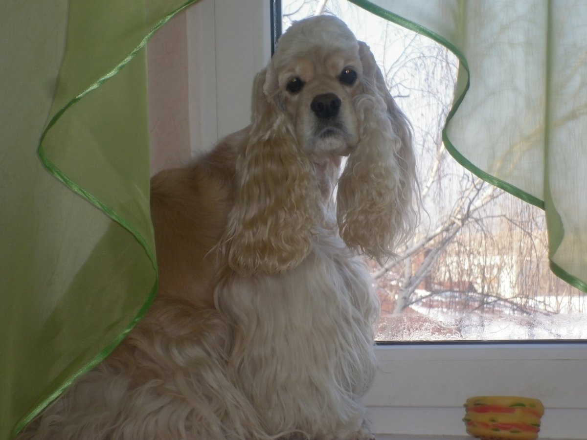 Стрижка американского кокер спаниеля