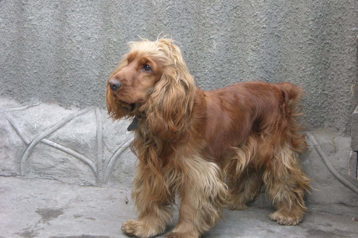 Подстриженный кокер спаниель английский