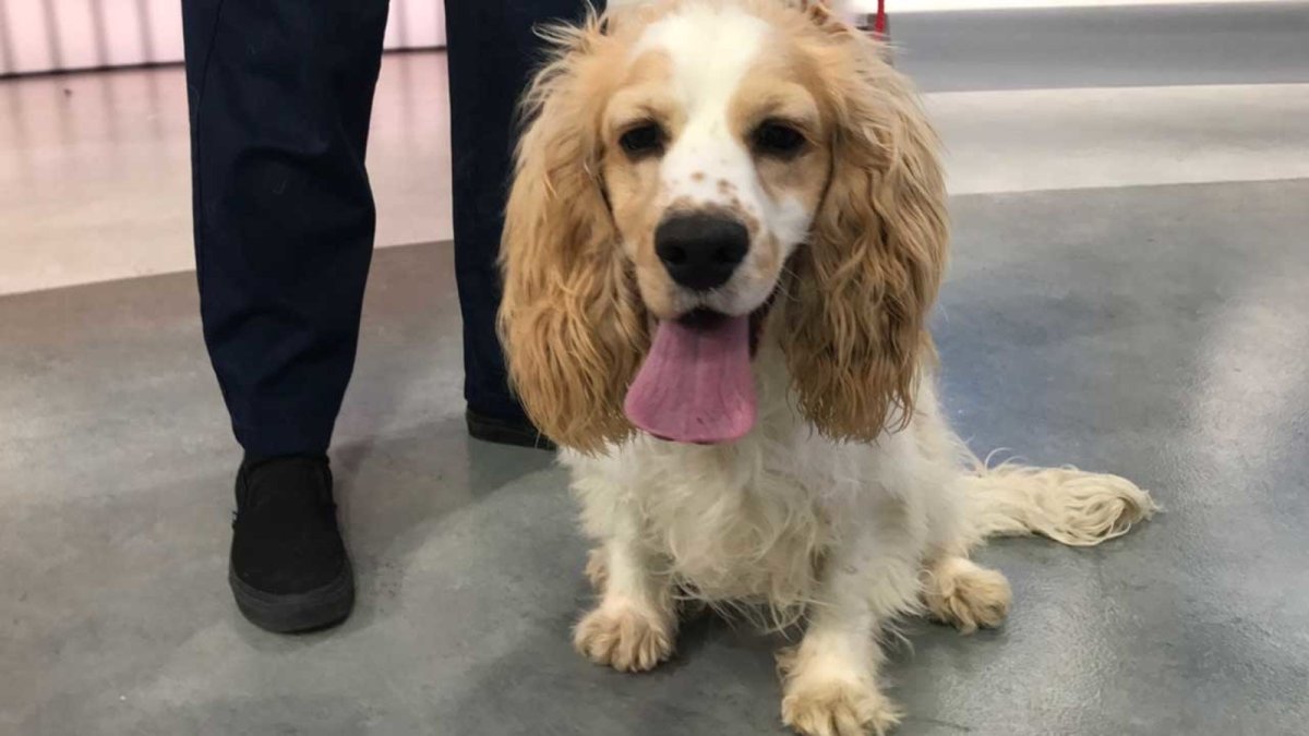 Английский кокер спаниель в профиль