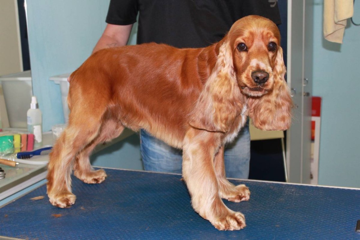 Бойкин спаниель