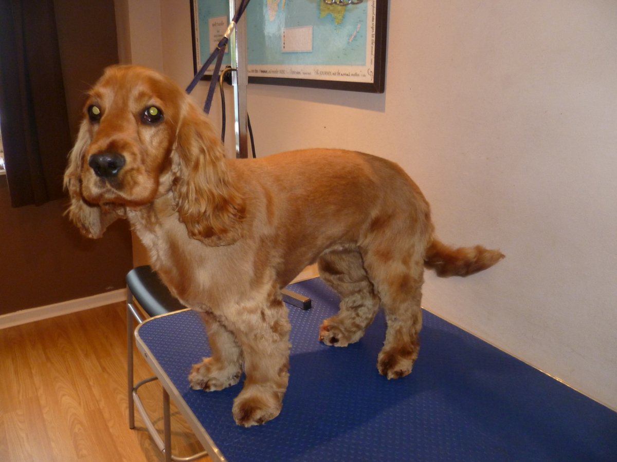 Американский кокер спаниель груминг