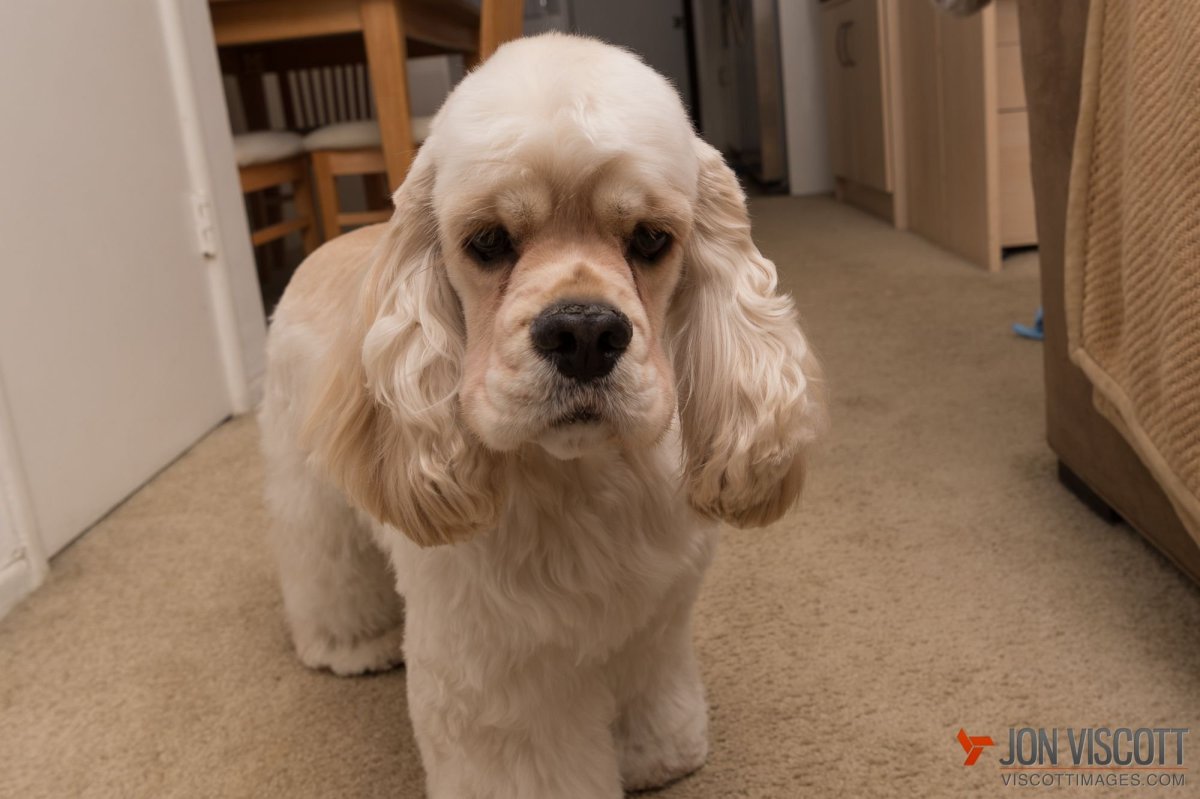 Американский кокер спаниель стриженный