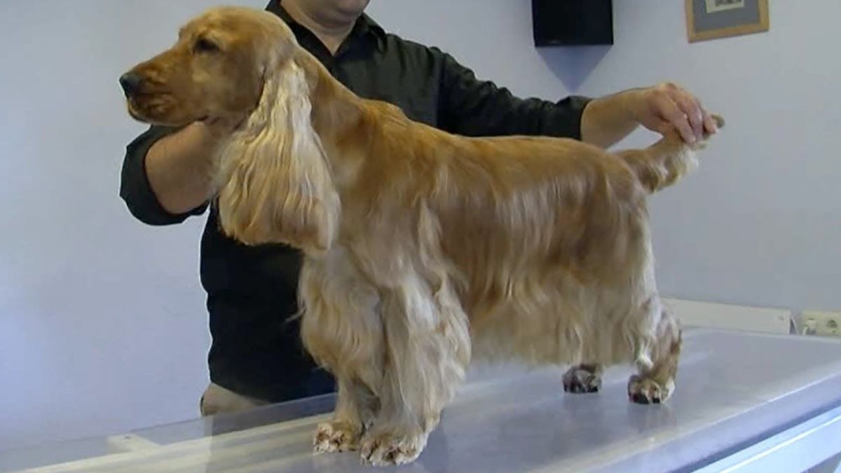 Груминг стандарт английский кокер спаниель