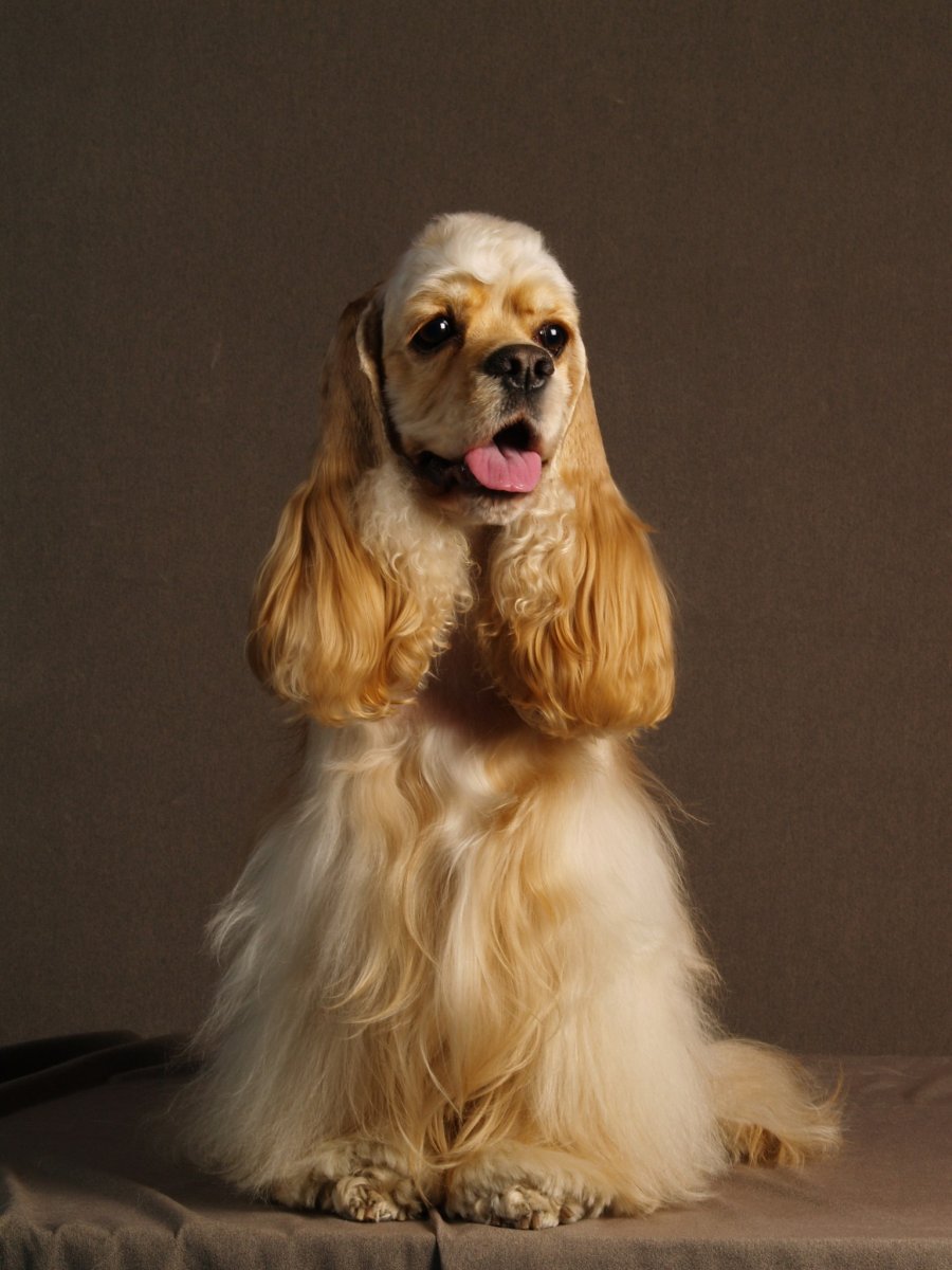 Американский кокер спаниель выставочный груминг