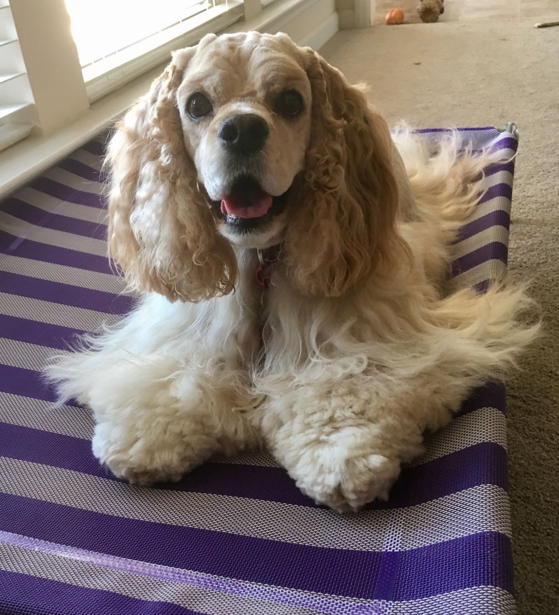 Стандарт английского кокер спаниеля