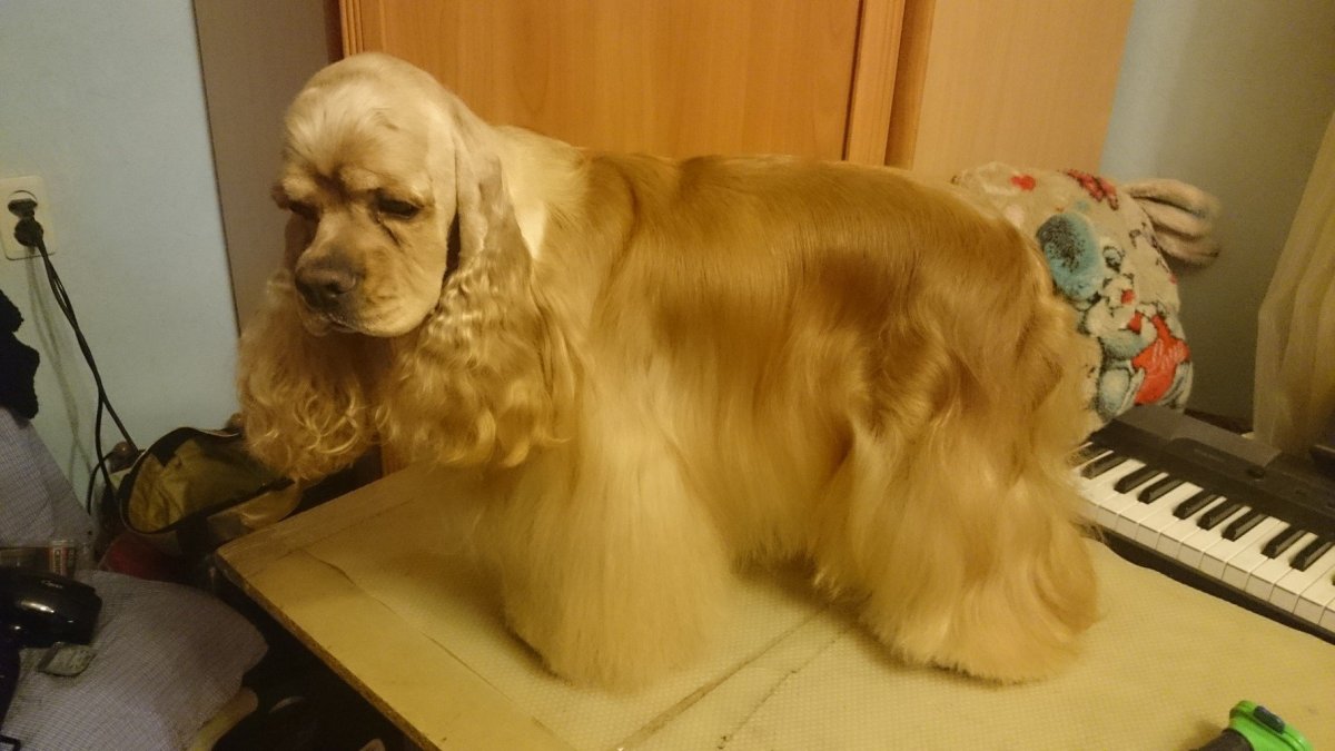 Американский кокер спаниель нестриженный