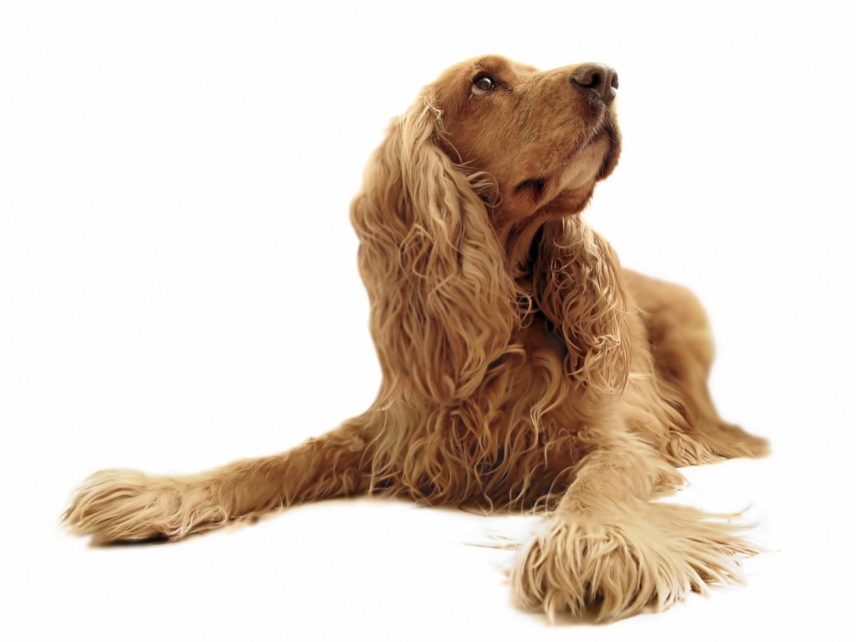 Кокер Канье + спаниель