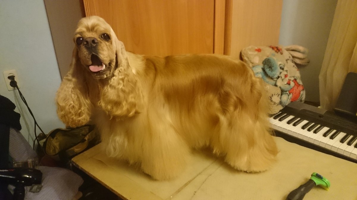 Американский кокер спаниель груминг