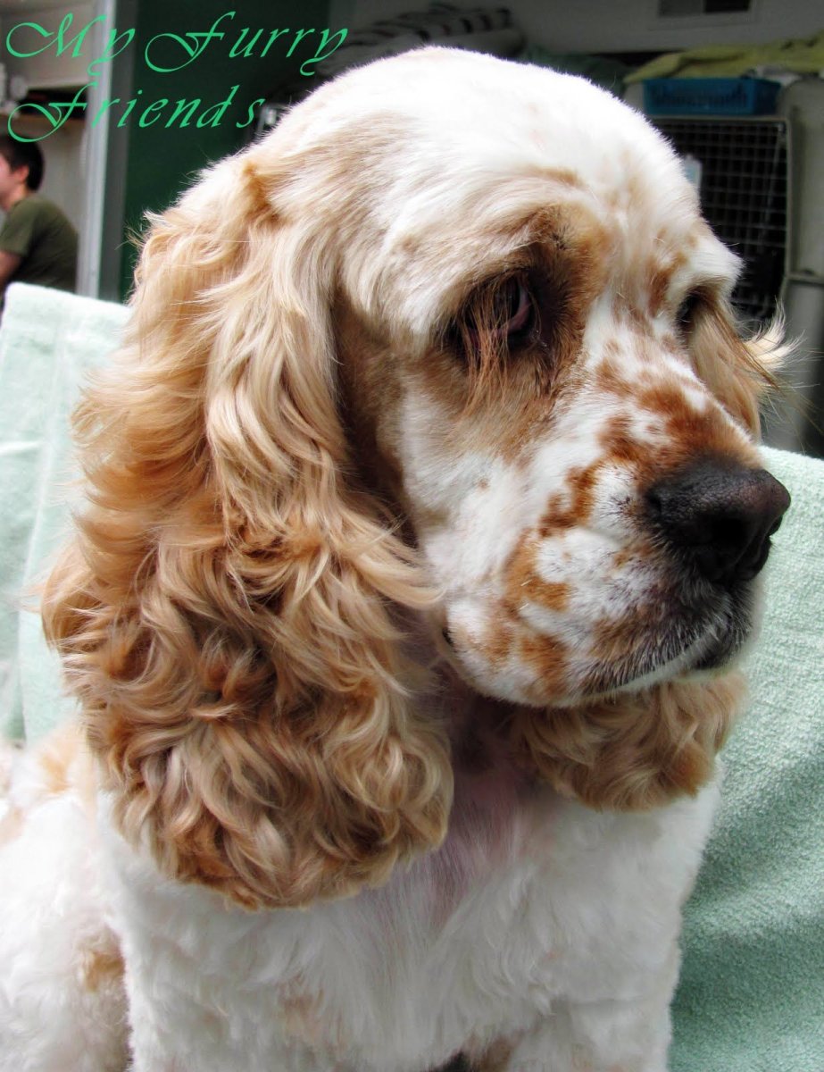 Американский кокер спаниель Эстетика