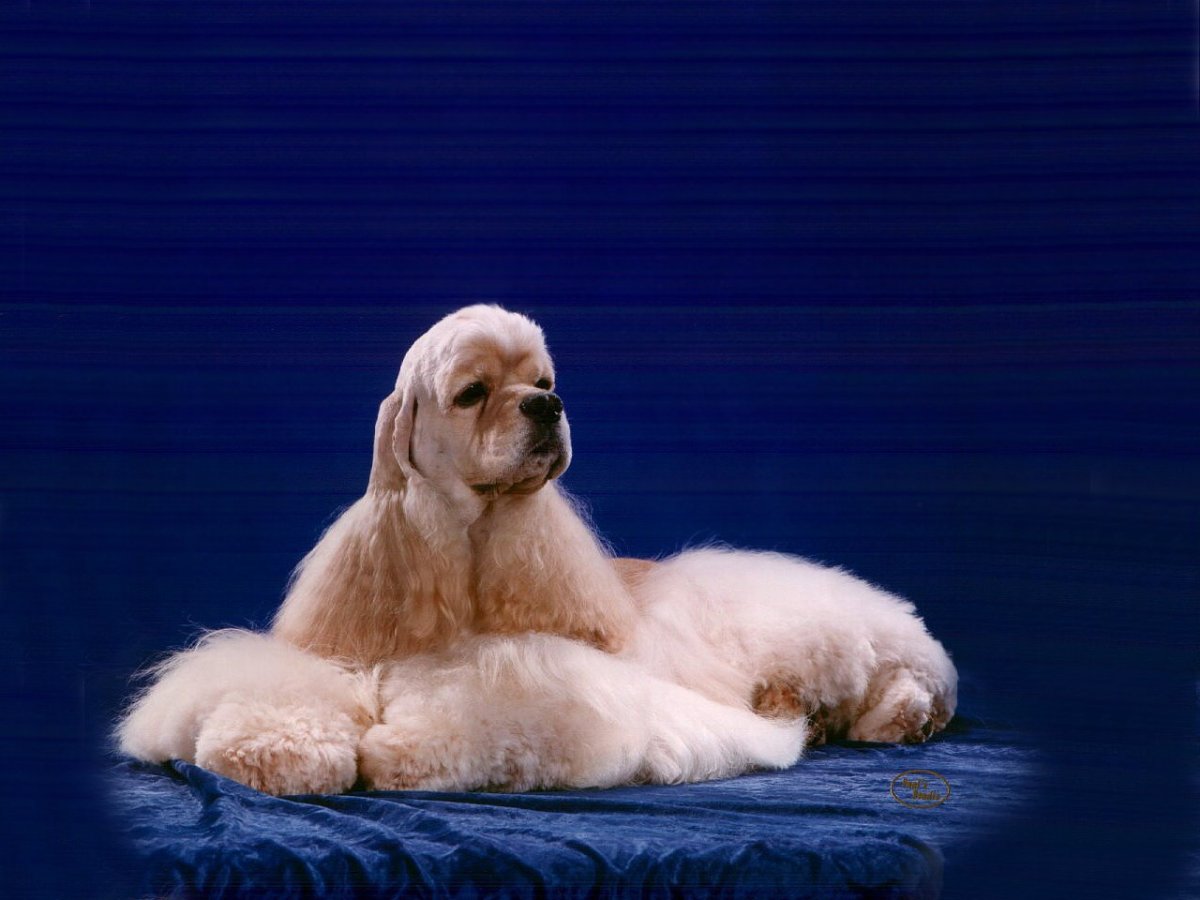 Американский кокер спаниель выставка