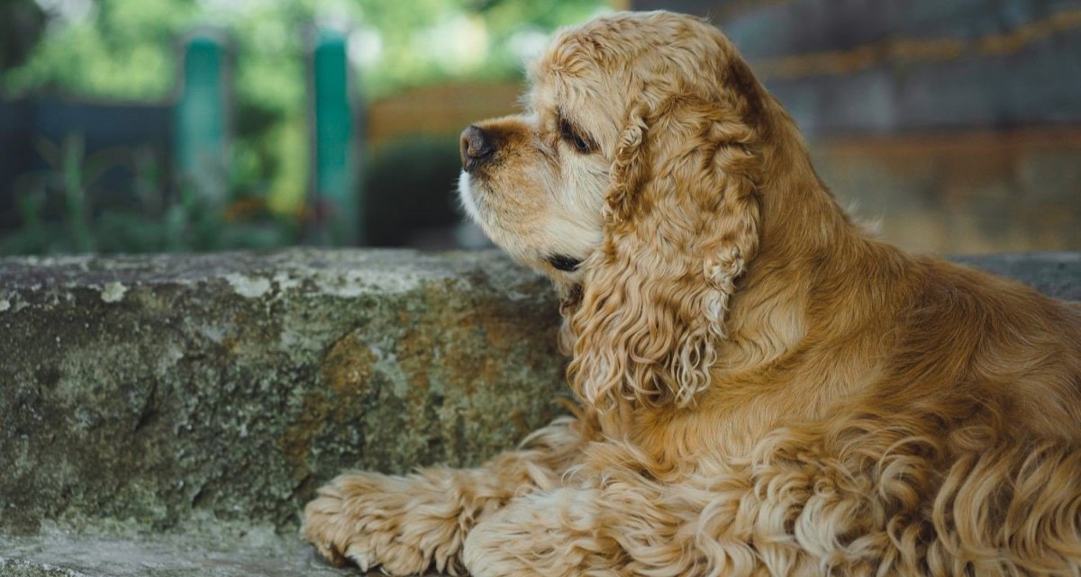 Кокер спаниель персиковый