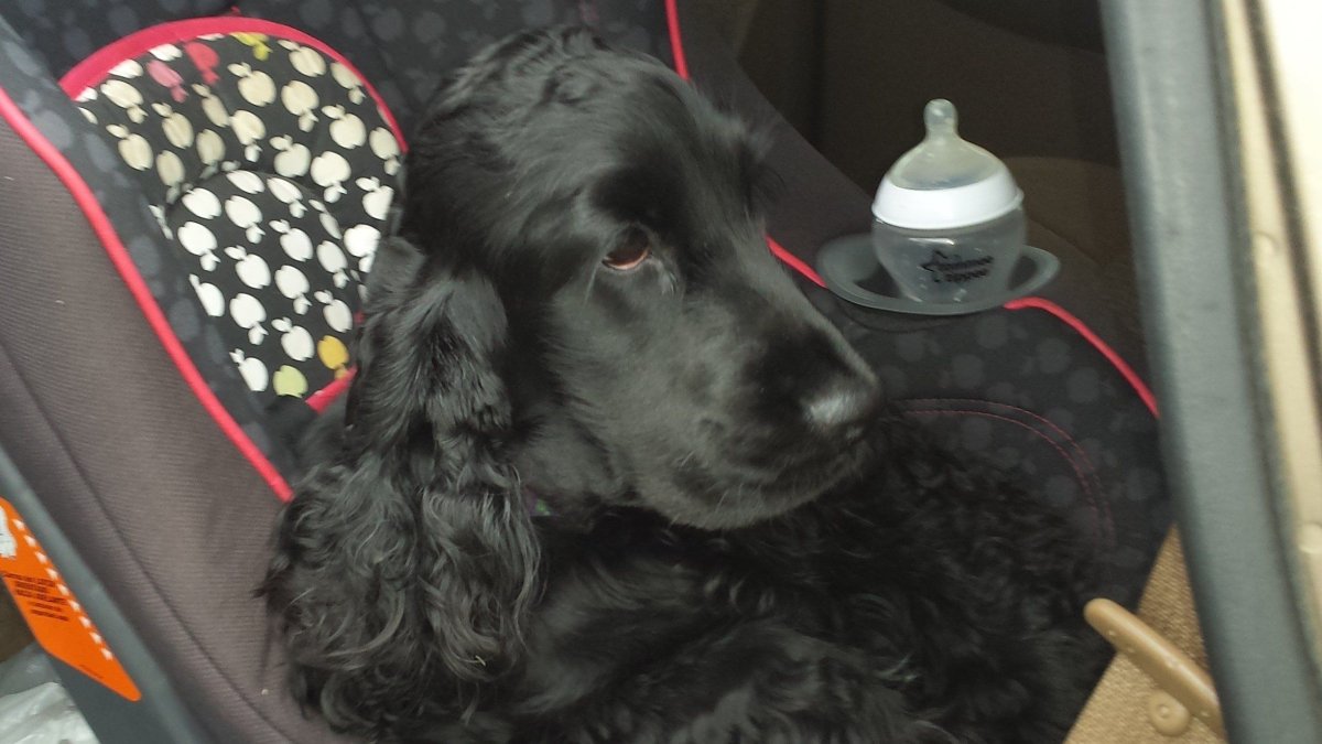 Английский кокер-спаниель