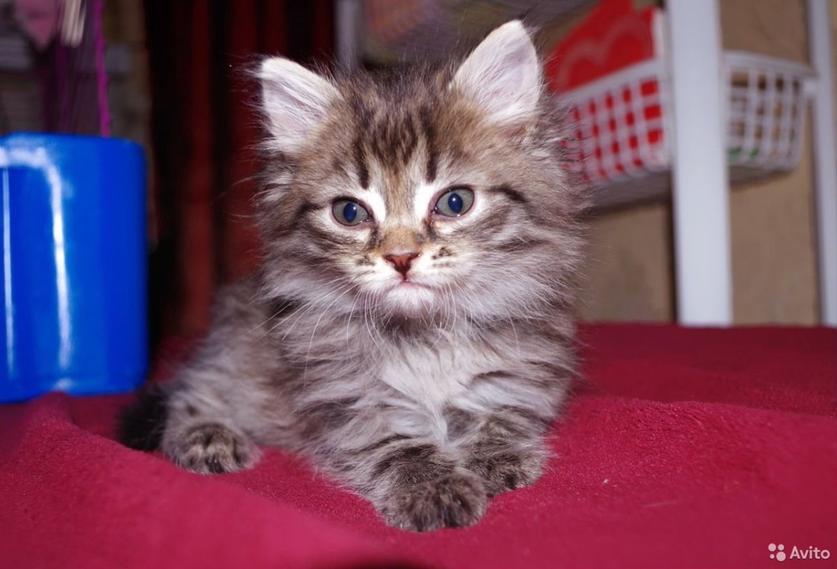 Сибирская кошка помесь