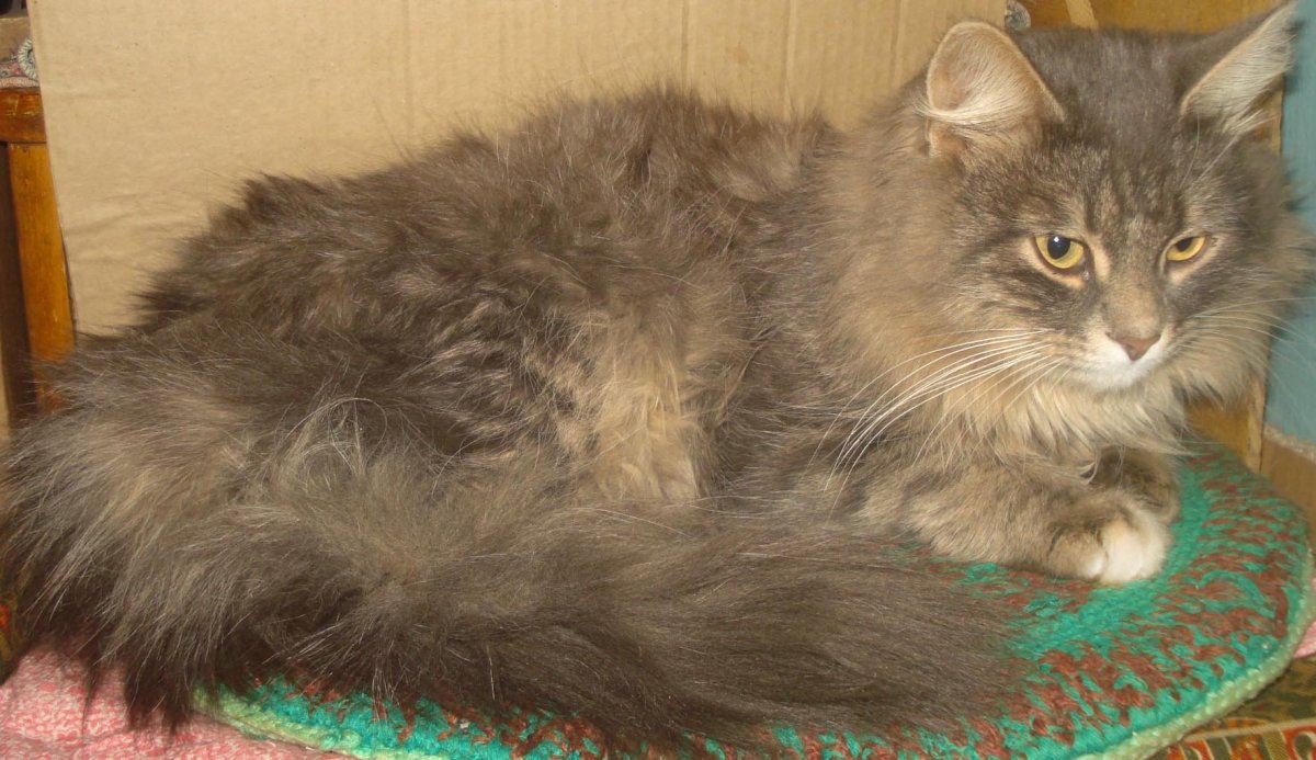 Сибирский кот метис