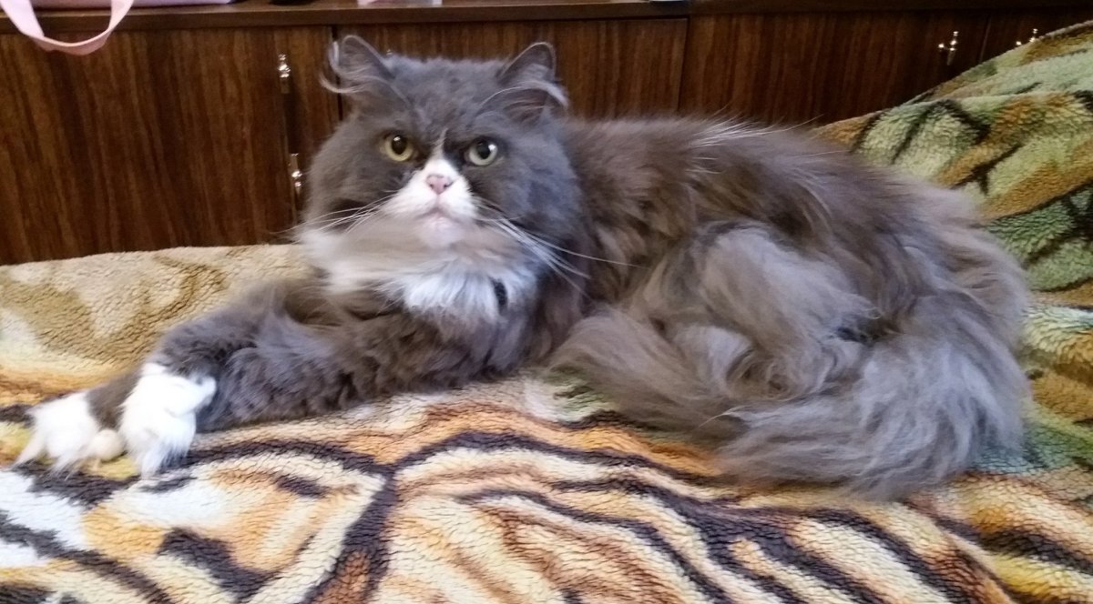 Голубой табби Сибирский котенок