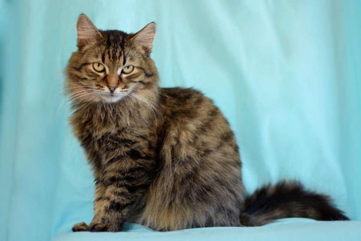 Метис сибирской кошки
