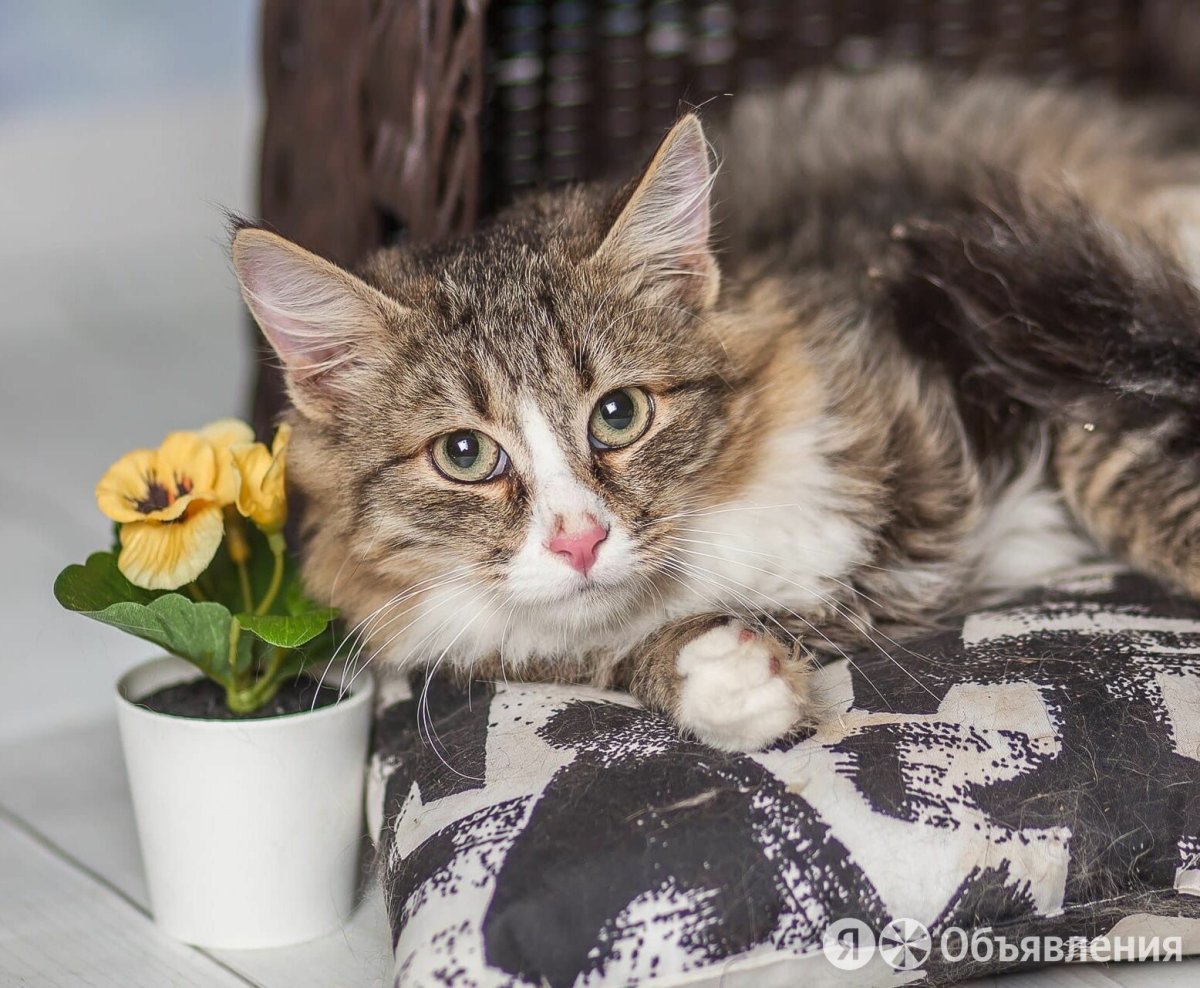 Мейн кун метис