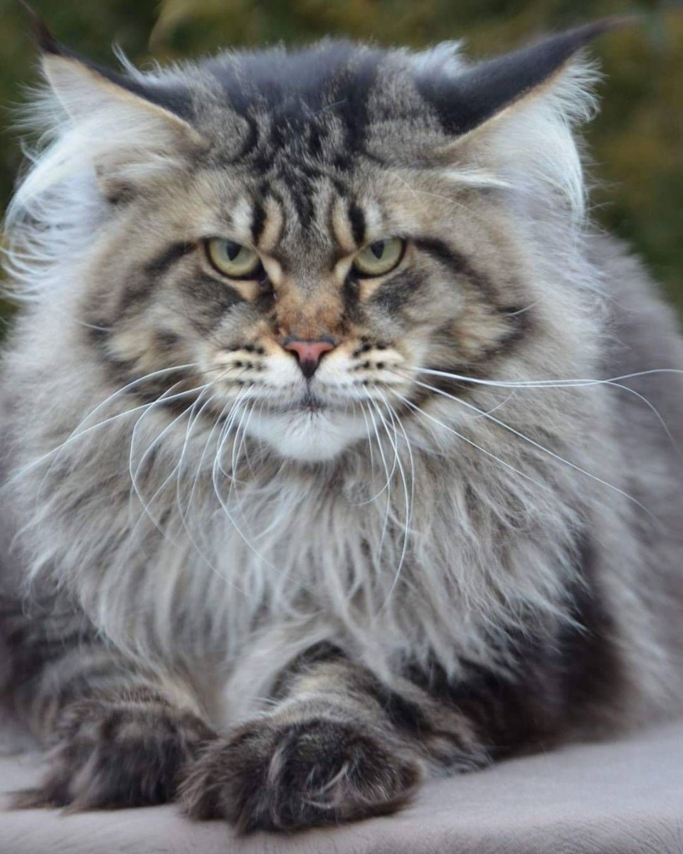 Норвежская Лесная кошка табби