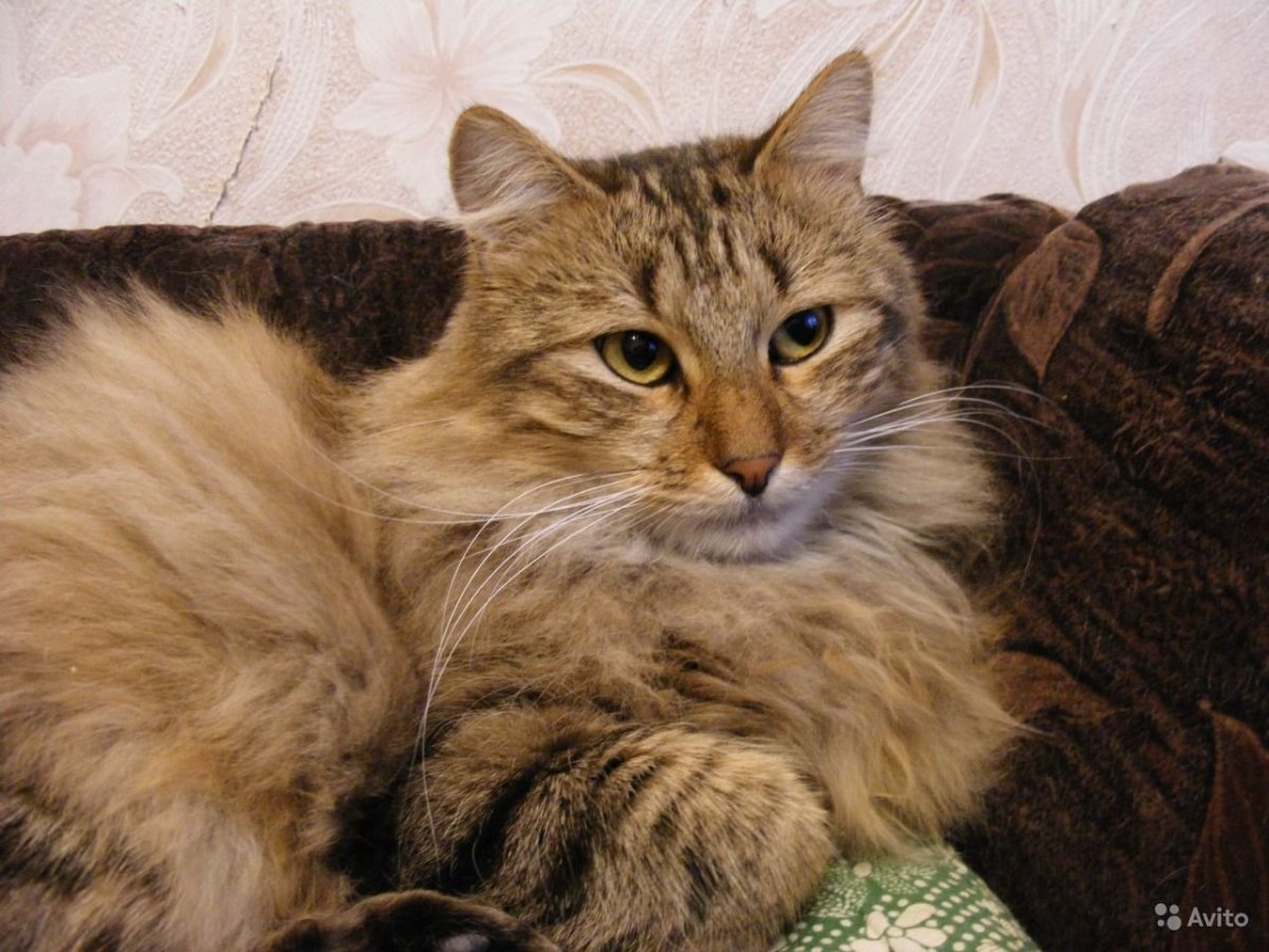 Норвежская Лесная биколор