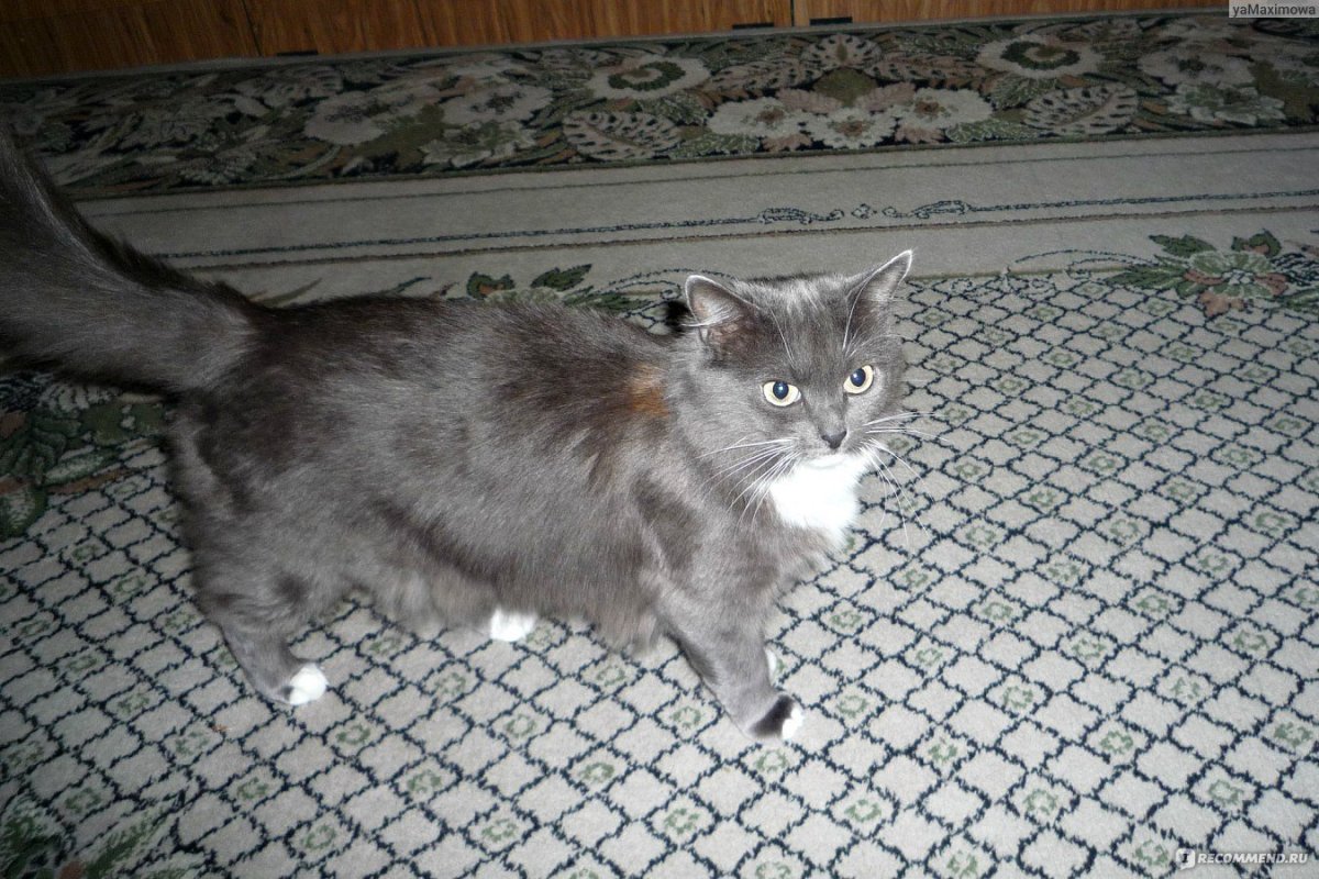 Сибирская зеленоглазая кошка