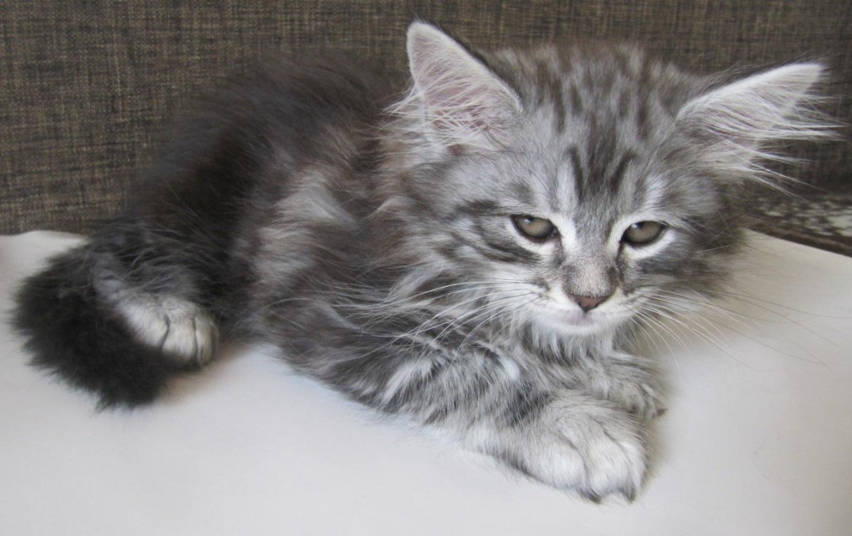 Котята метисы Мейн куна