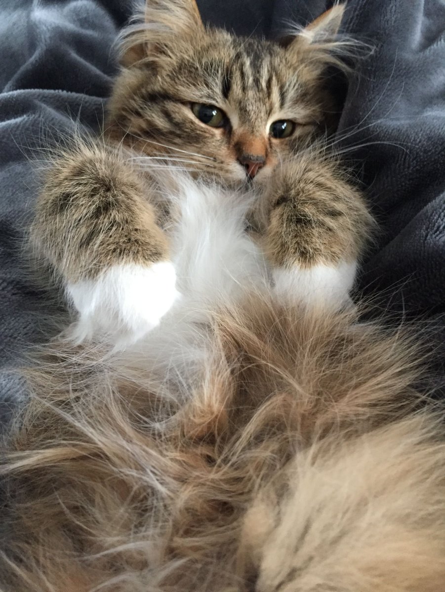 Мейн кун серая с белым кошка