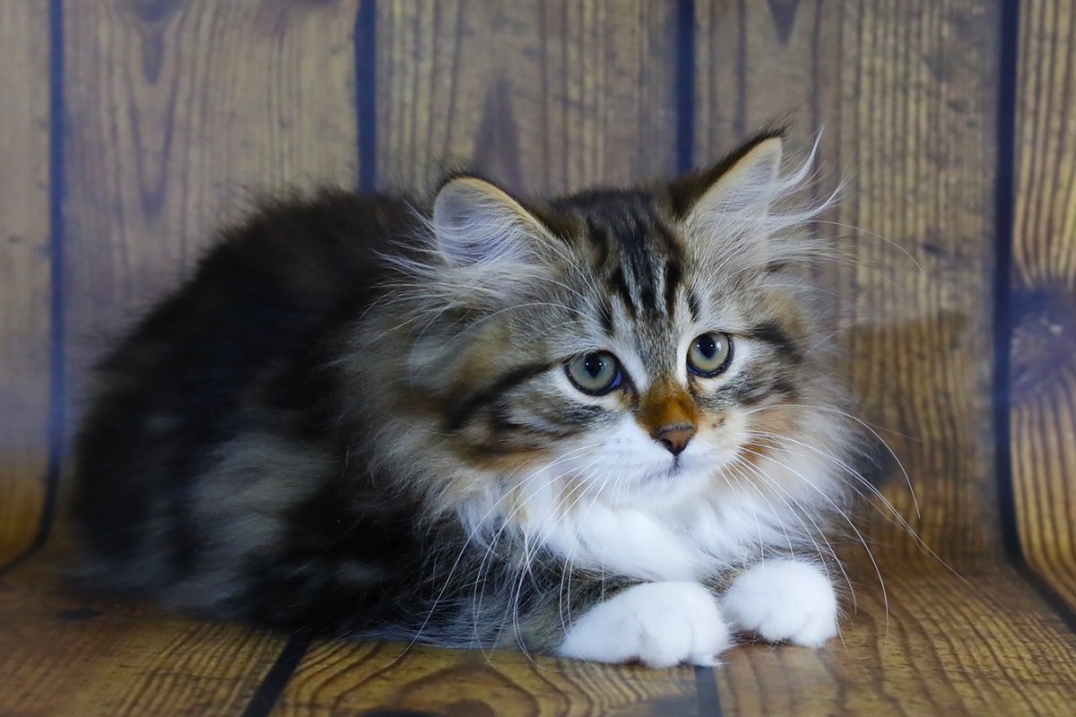 Сибирская кошка помесь