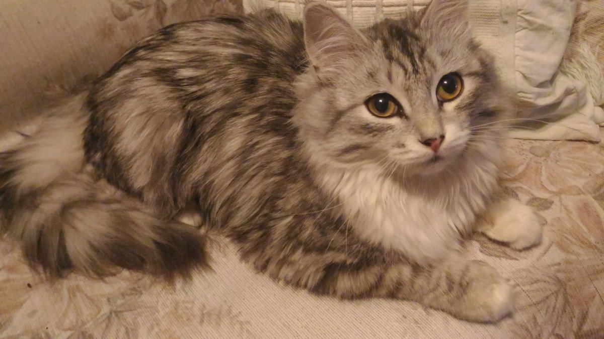 Метис сибирской кошки