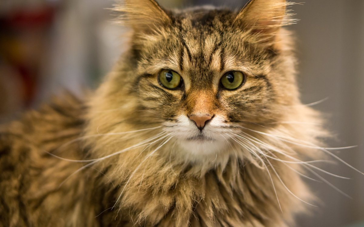 Лесной кот Мейн кун