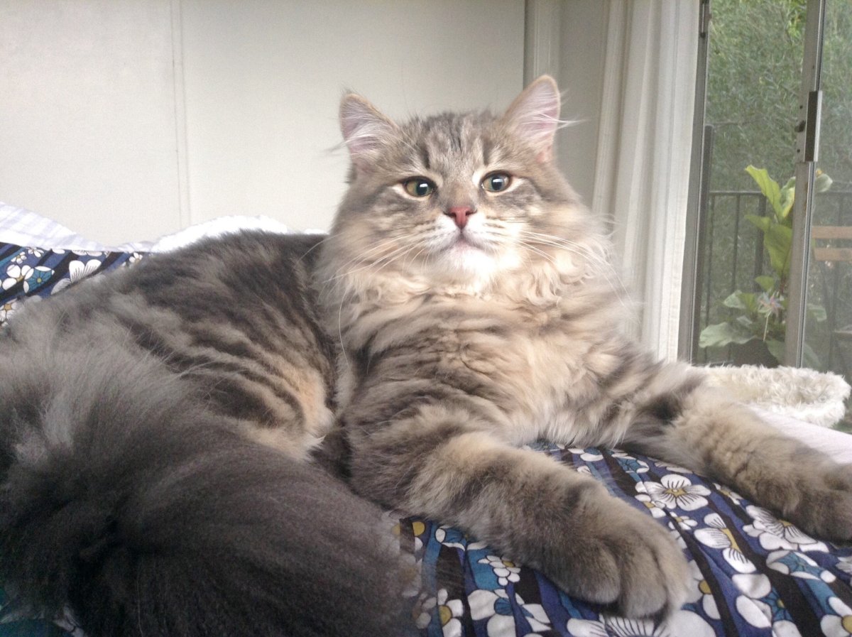 Смесь сибирской кошки и Мейн куна