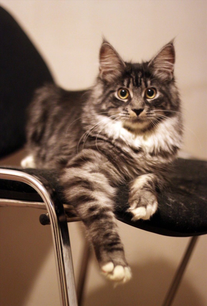 Сибирская трехшерстная кошка