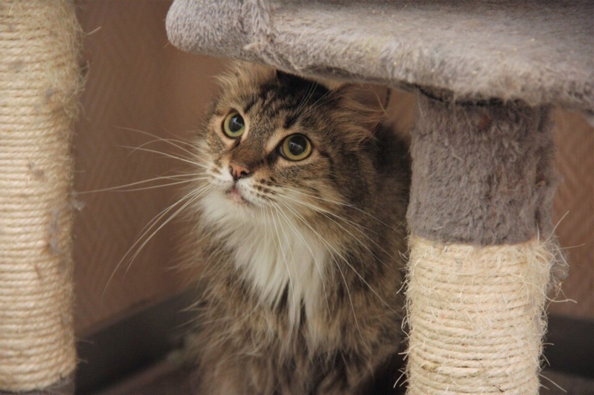 Европейская длинношерстная кошка