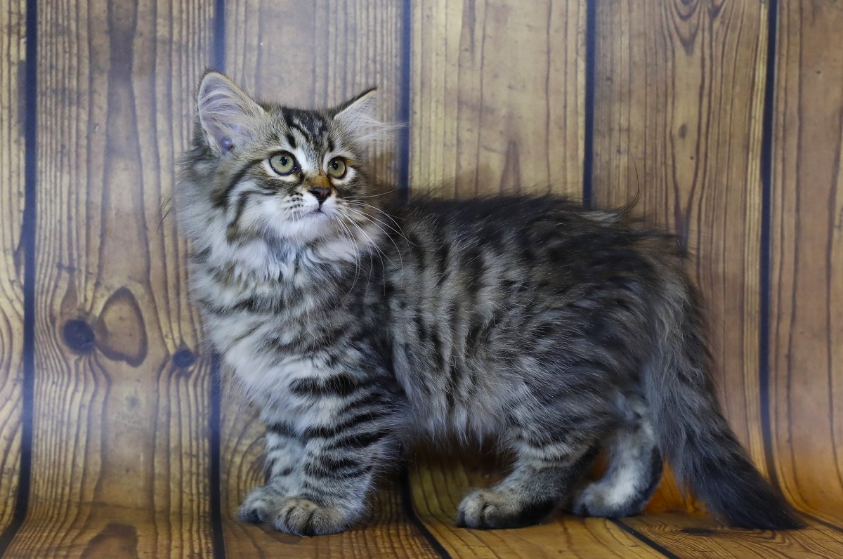 Сибирский Мейн кун